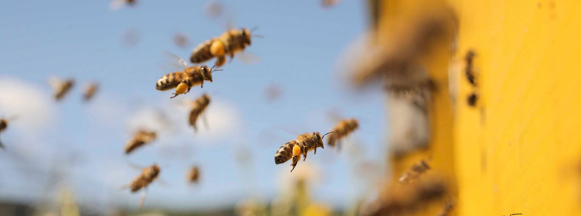 Honingstesten en analyse