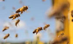 Honey Testing and Analysis